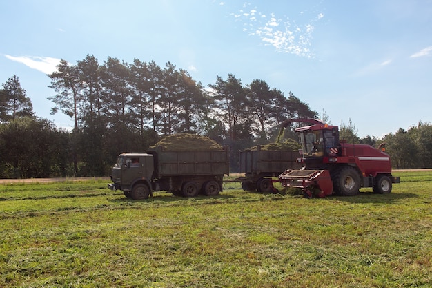 Combinez la récolte d'un champ vert et décharge le blé pour l'ensilage sur un camion à double remorque.