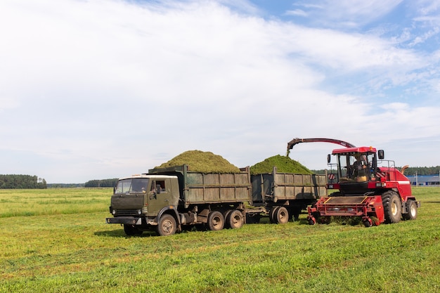 Combinez La Récolte D'un Champ Vert Et Décharge Le Blé Pour L'ensilage Sur Un Camion à Double Remorque.