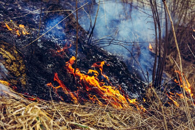 De la combustion des insectes d'herbe sèche, les hérissons et les lapins sont tués