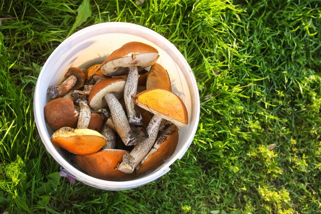 Comestible fraîchement cueilli les champignons de bouleau orange-cup dans un seau en plastique blanc sur l'herbe verte