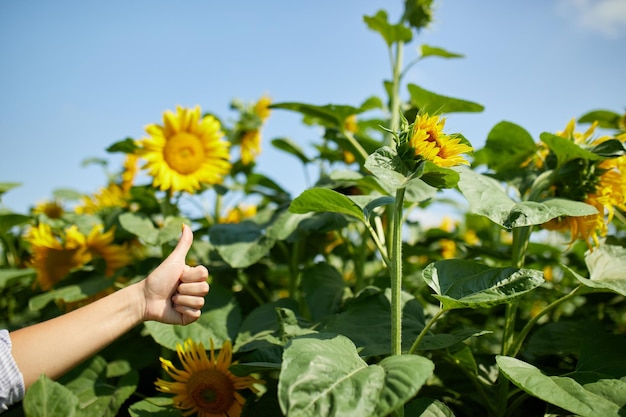 Comme le concept de signe Femme agricultrice agronome vérifiant la qualité de la récolte du champ de tournesols biologiques