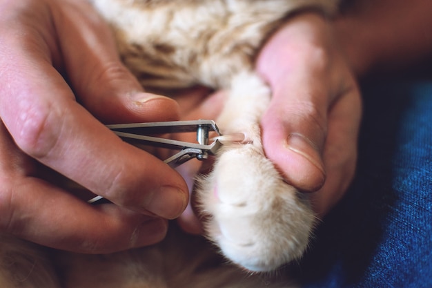 Comment couper les griffes de chat