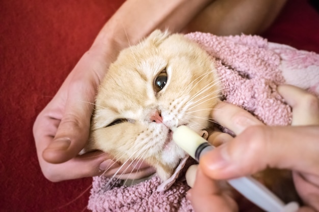 Comment donner à un chat un médicament liquide