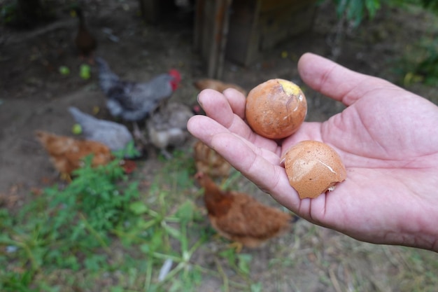 Comment empêcher les poules de manger des œufs dans le poulailler