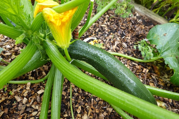 comment faire pousser des courgettes dans le jardin de l'arrière-cour