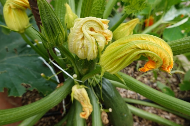 comment faire pousser des courgettes dans le jardin de l'arrière-cour