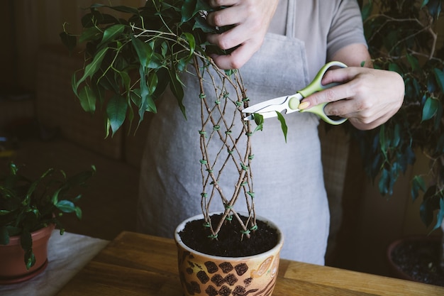 Comment tisser des méthodes de tige de figuier pleureur et des modèles de tissage de ficus benjamina à la maison femme