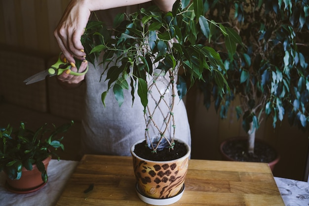 Comment tisser des méthodes de tige de figuier pleureur et des modèles de tissage de ficus benjamina à la maison femme