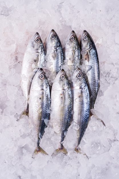 Commerce de gros de poissons de mer au distributeur de fruits de mer au détail