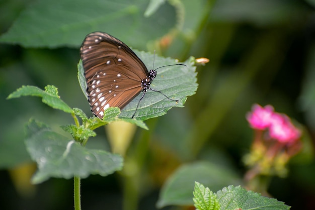 Common Crow Butterfly Euploea core reposant sur une feuille