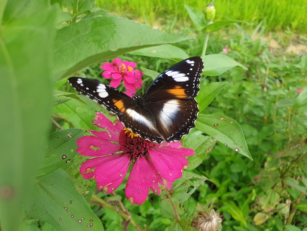 Commond papillon sur craspedia sous la lumière du soleil dans un jardin avec une photo libre floue