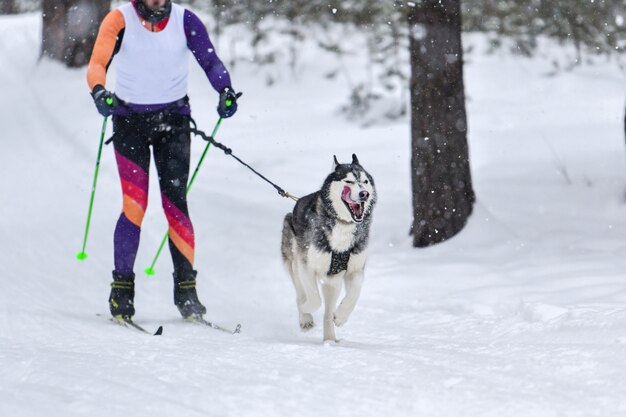 Compétition d'hiver de skijoring pour chiens