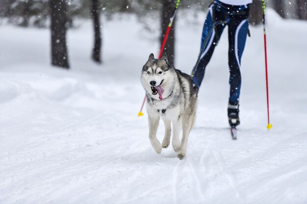 Compétition de skijoring pour chiens