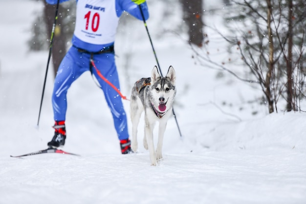 Compétition De Skijoring Pour Chiens