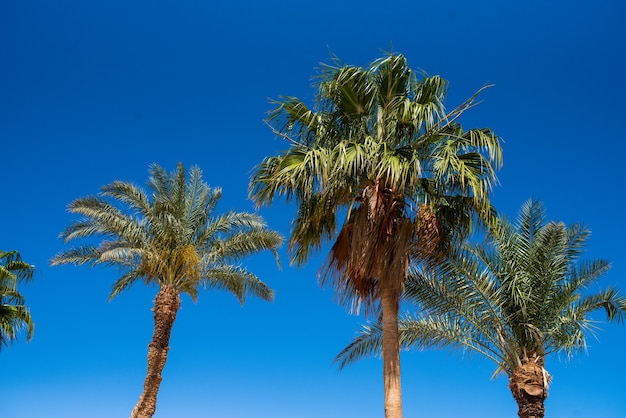 Complexe tropical avec de nombreux palmiers et piscine