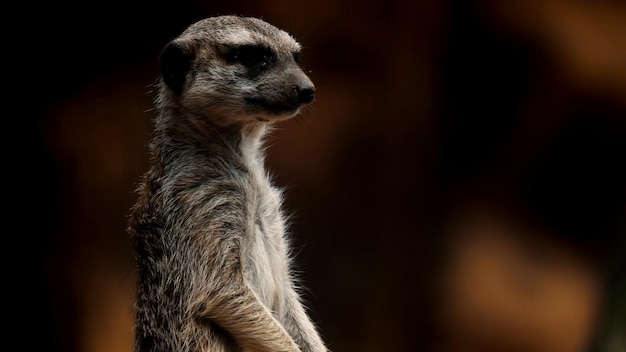 Photo le comportement des mammifères suricates de la forêt profonde