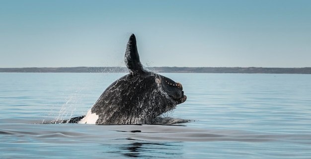 Comportement de saut de la baleine droite du sud Puerto Madryn Patagonie Argentine