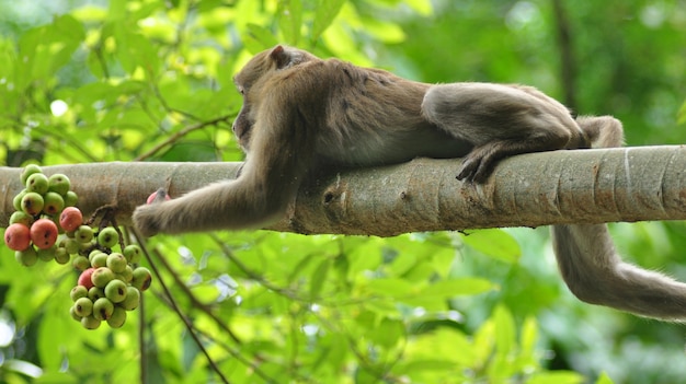 Photo comportements de singe dans la nature, macaques sauvages