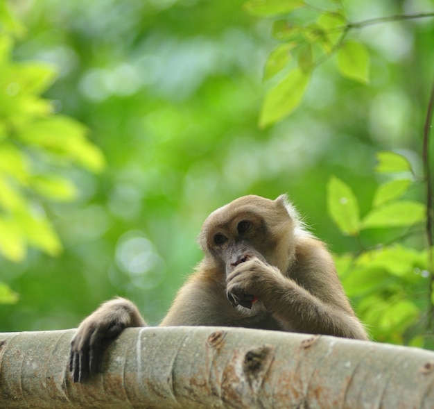 Photo comportements de singe dans la nature, macaques sauvages