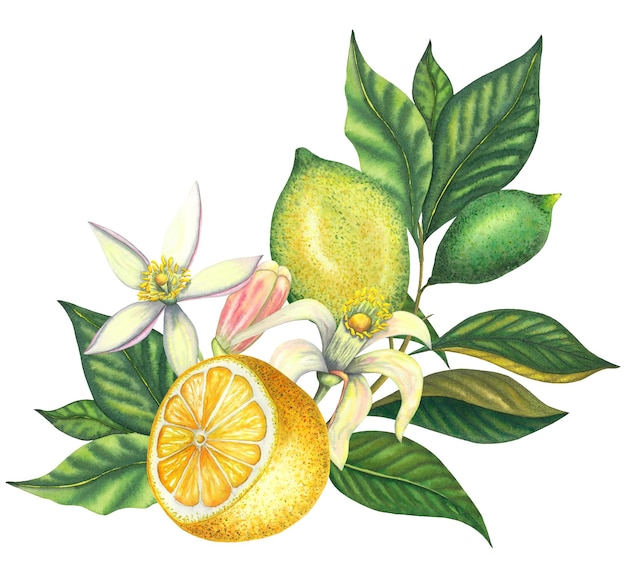 Composition d'aquarelle de citrons en fleurs et de branches de citron vert avec des feuilles de fleurs roses coupées de citron