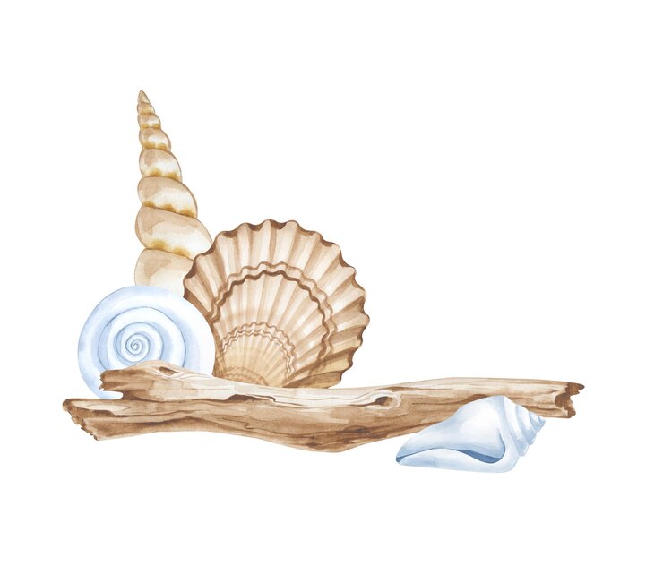 Photo composition d'aquarelle avec des coquillages et du bois flottant sur un fond blanc l'illustration est