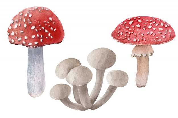 Composition d'aquarelle avec différentes sortes de champignons