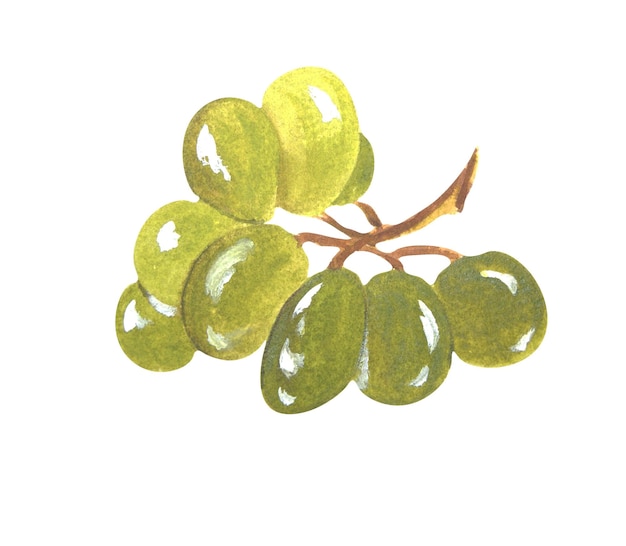 Composition aquarelle de raisins sur fond blanc Raster Peut être utilisé comme élément