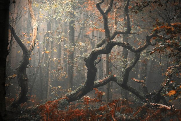 Composition d'automne arbre tombé