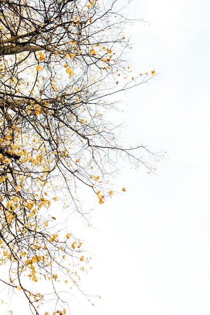 Composition d'automne et d'automne. Arbres aux branches séchées et aux feuilles jaunes. Concept d'automne. Naturel.