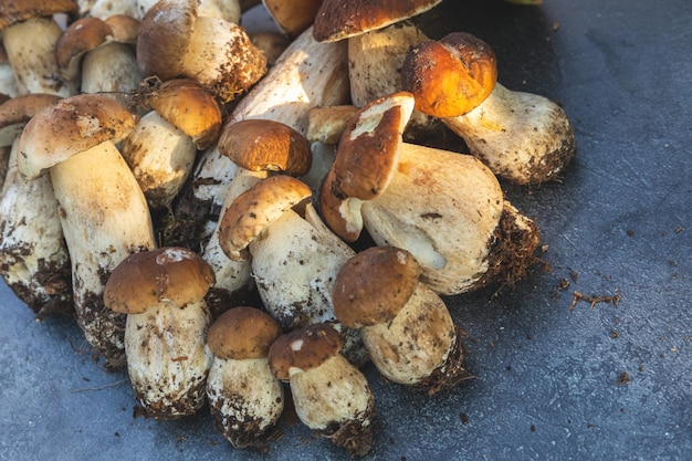 Composition d'automne automne champignons comestibles crus penny bun sur fond de schiste noir foncé ceps ove