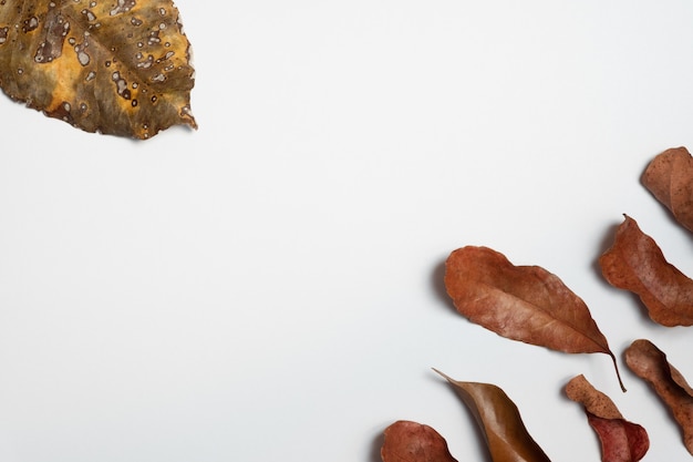 Photo composition d'automne. cadre composé de feuilles d'automne, feuille plate, vue de dessus, fond