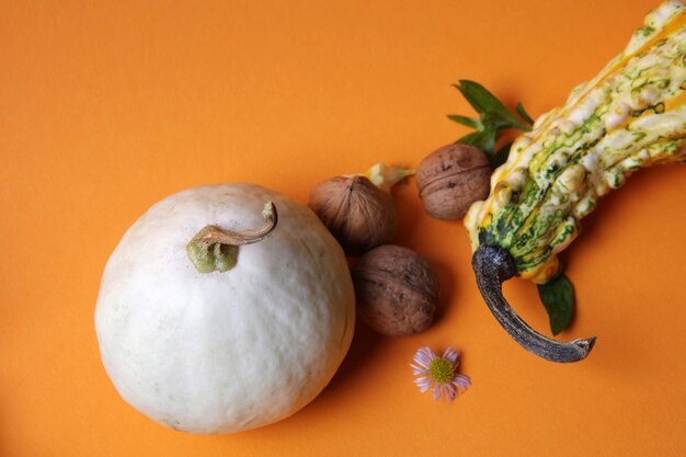 Composition d'automne de citrouilles, noix, feuilles vertes et une fleur