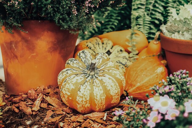 Composition d'automne de différentes citrouilles avec mise au point sélective.