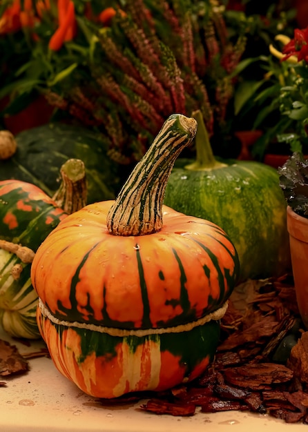 Composition d'automne de différentes citrouilles avec mise au point sélective.