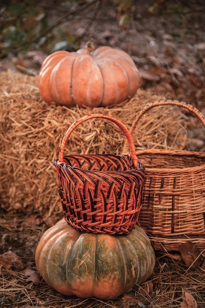 Composition d'automne de différentes citrouilles sur la paille dans le jardin Citrouille et panier avec des pommes fraîches vertes automne lumineux nature morte marché d'automne récolte de citrouilles aliments biologiques végétaliens