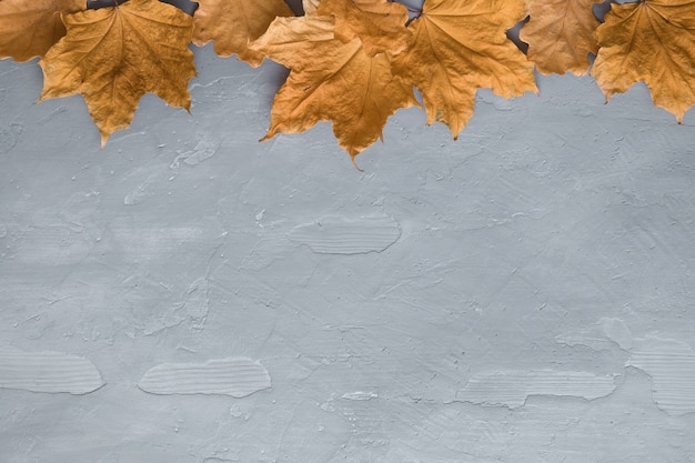 Composition d'automne faite de feuilles d'érable colorées sur fond de béton foncé