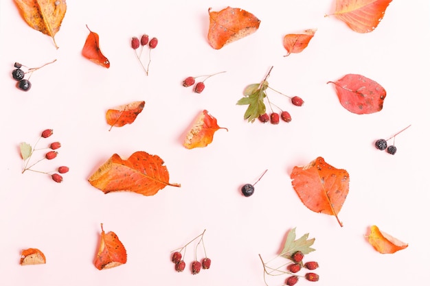 Composition d'automne faite de feuilles multicolores sèches d'automne et de baies d'aronia, d'aubépine sur fond rose chaud. Automne, concept d'automne. Mise à plat, vue de dessus, espace de copie