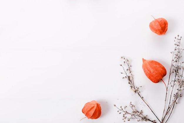 Composition d'automne faite de physalis orange et de brindilles d'automne sèches sur fond blanc. Automne, concept d'automne. Mise à plat, vue de dessus, espace de copie