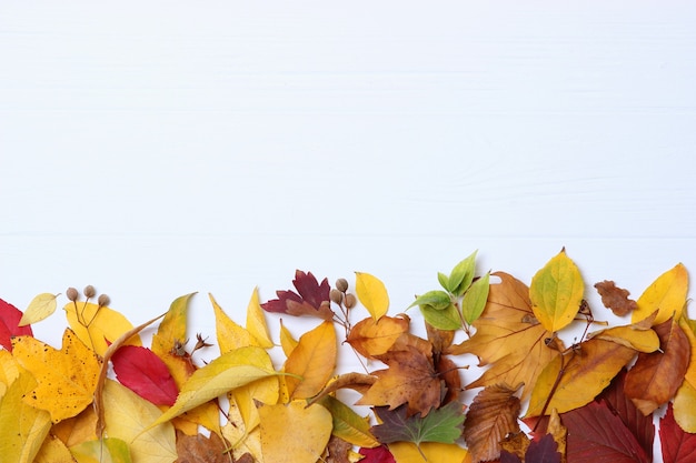 Composition d'automne et feuilles d'automne sur un fond clair en gros plan