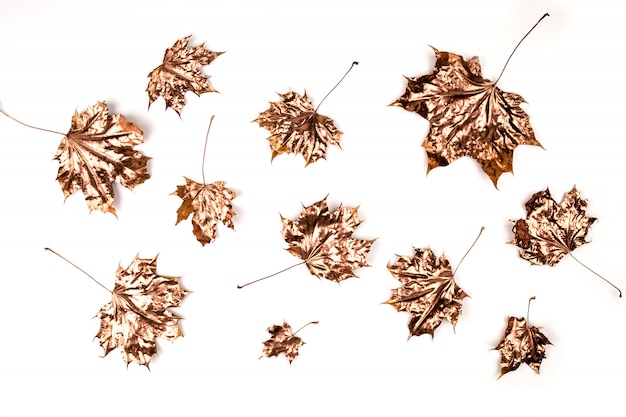 Composition d'automne. Feuilles d'érable dorées sur blanc.