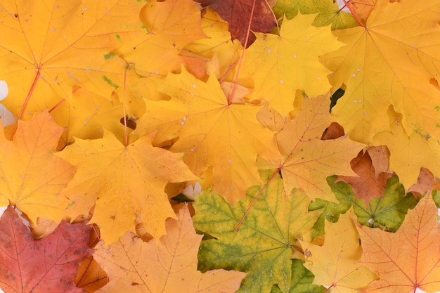 Composition d'automne avec des feuilles d'érable jaunes sur fond blanc Beau fond d'automne