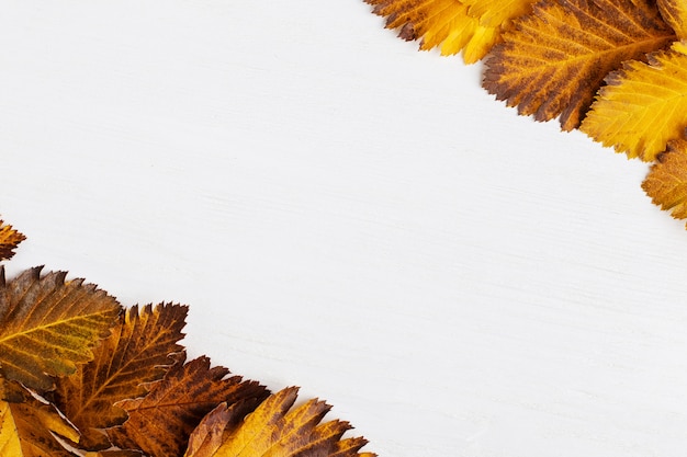 Composition d'automne de feuilles sur fond blanc.