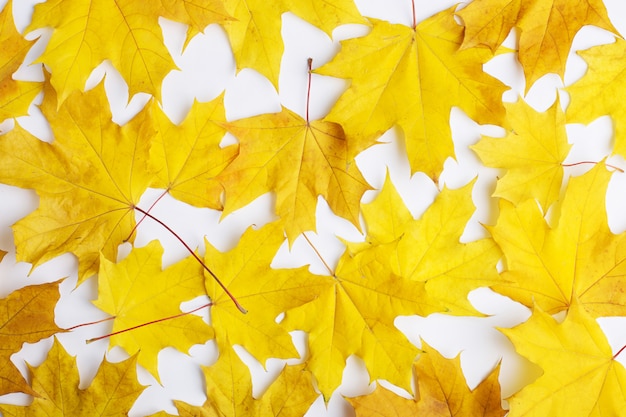 Composition d'automne de feuilles sur fond blanc.