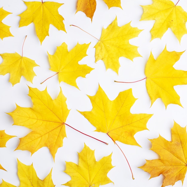 Composition d'automne de feuilles sur fond blanc.