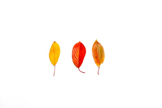 Composition d'automne avec des feuilles jaunes et rouges sur blanc