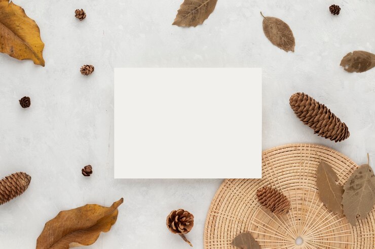Composition d'automne, feuilles séchées. fleurs de coton et pommes de pin sur fond blanc. Mise à plat, vue de dessus avec espace de copie