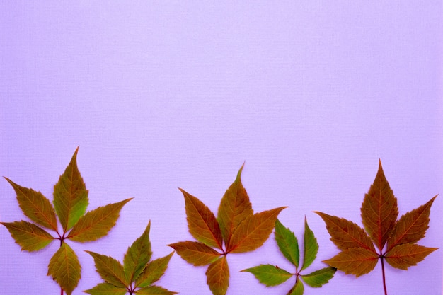 Composition d'automne, lieu d'inscription. Feuilles vertes et brunes, prune, sur un fond violet clair. Pose à plat, vue de dessus, surface