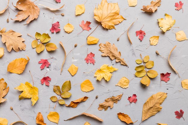 Composition d'automne Motif composé de feuilles séchées et d'autres accessoires de design sur la table Vue de dessus à plat