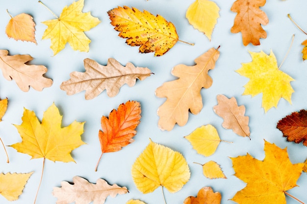 Composition d'automne. Motif fait de feuilles d'automne sur fond bleu. Mise à plat, vue de dessus, espace de copie