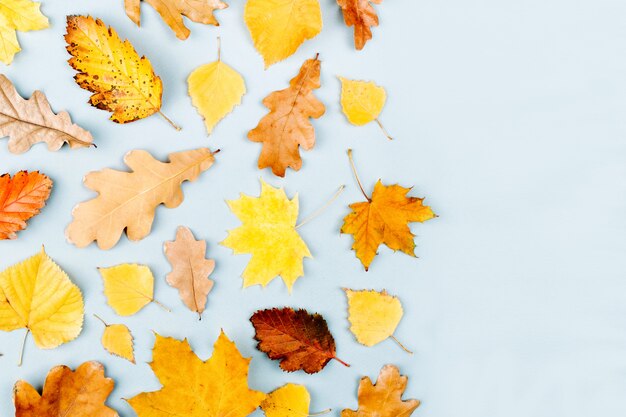 Composition d'automne. Motif fait de feuilles d'automne sur fond bleu. Mise à plat, vue de dessus, espace de copie